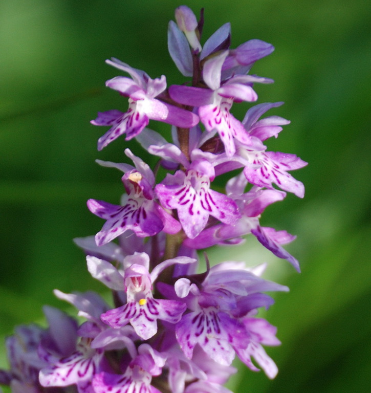 Dactylorhiza da determinare